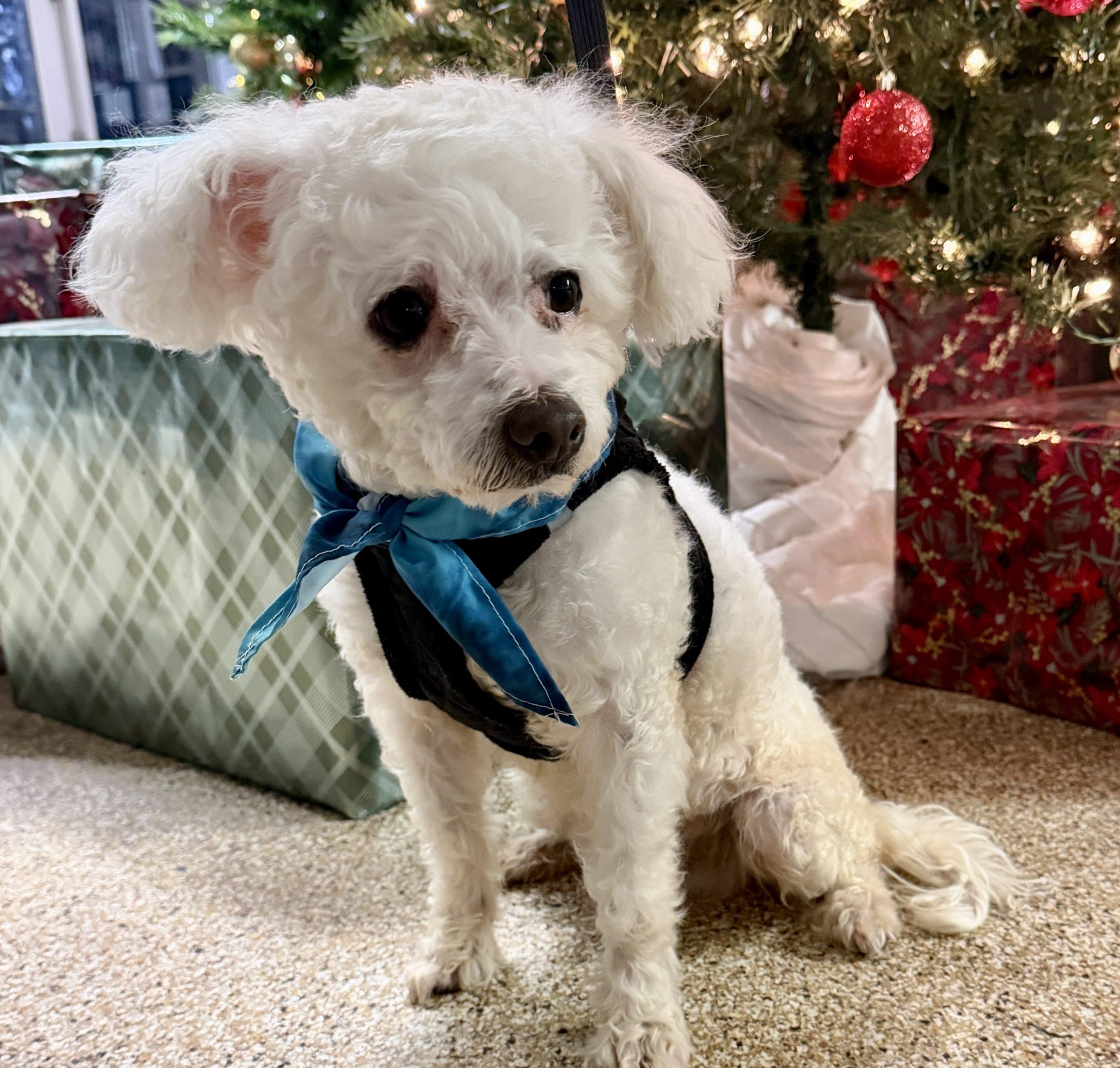 Enlarge Jay #534, a Adoptable mixed breed in Placentia, CA image 2/5