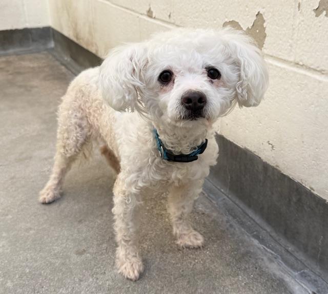 Enlarge Jay #534, a Adoptable mixed breed in Placentia, CA image 3/5