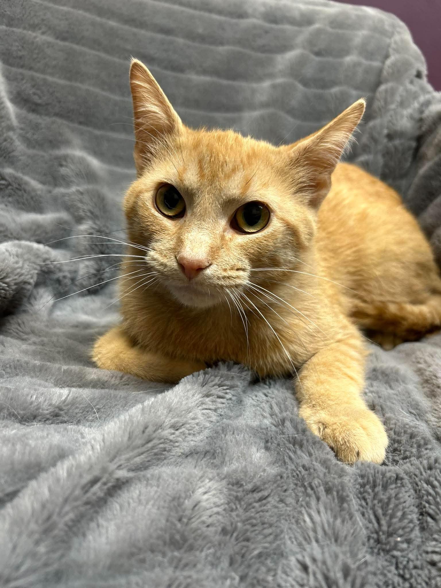 Groot, a ADOPTABLE Domestic Short Hair in Alexandria, MN image 1/2
