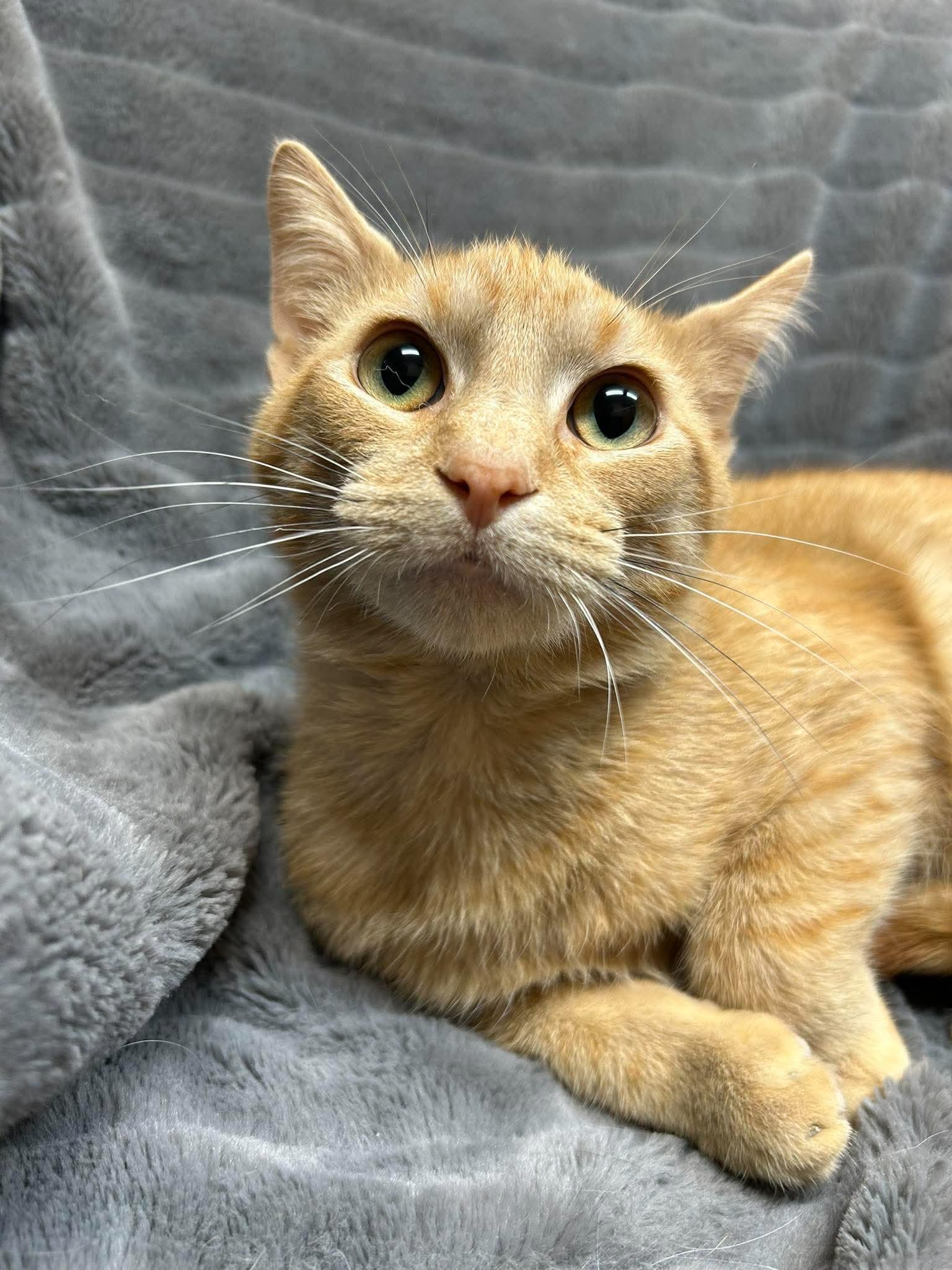 Groot, a ADOPTABLE Domestic Short Hair in Alexandria, MN image 2/2