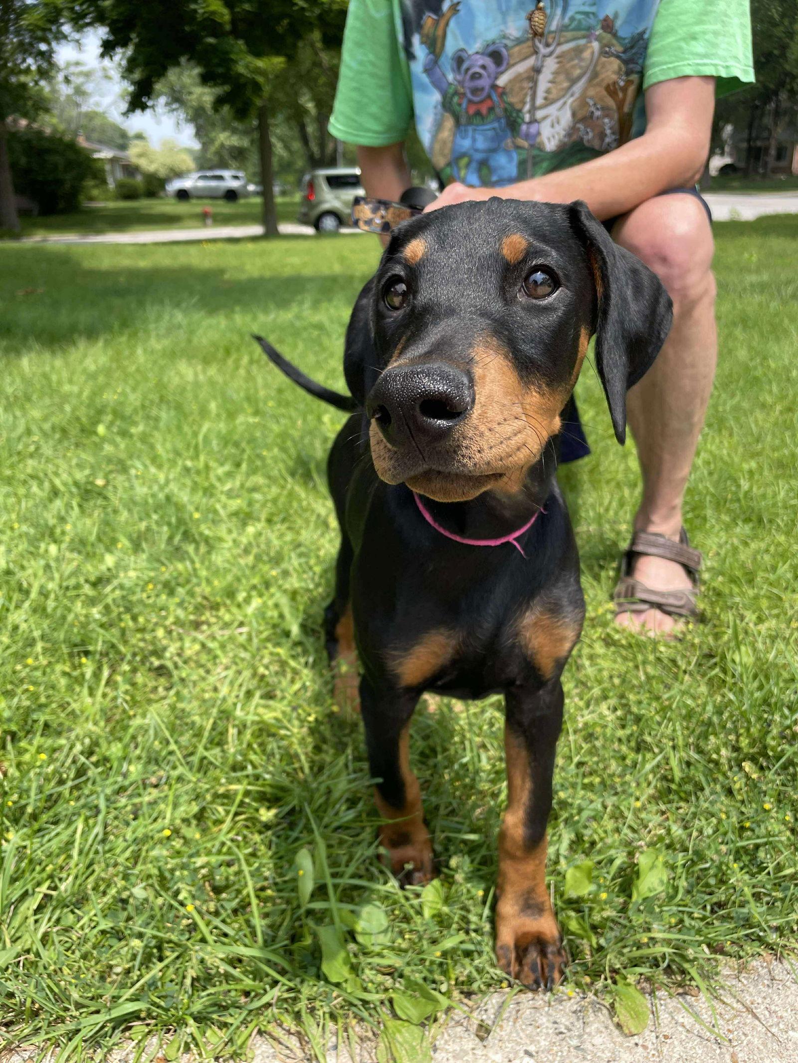 Enlarge Sonnet, a Adopted Doberman Pinscher in Buffalo, MN image 1/3