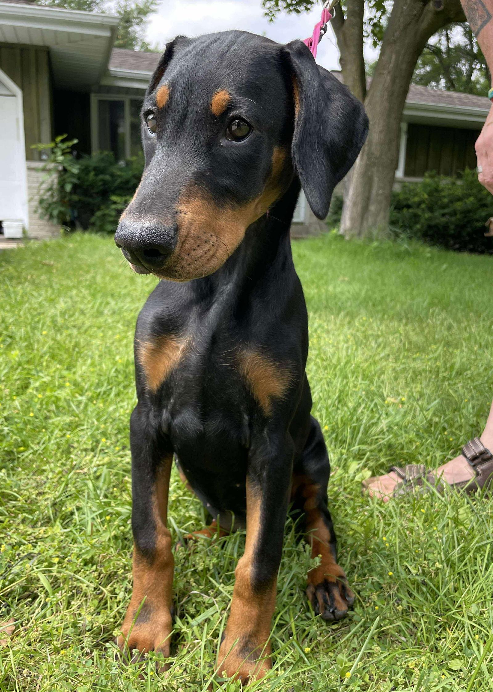 Enlarge Sonnet, a Adopted Doberman Pinscher in Buffalo, MN image 2/3