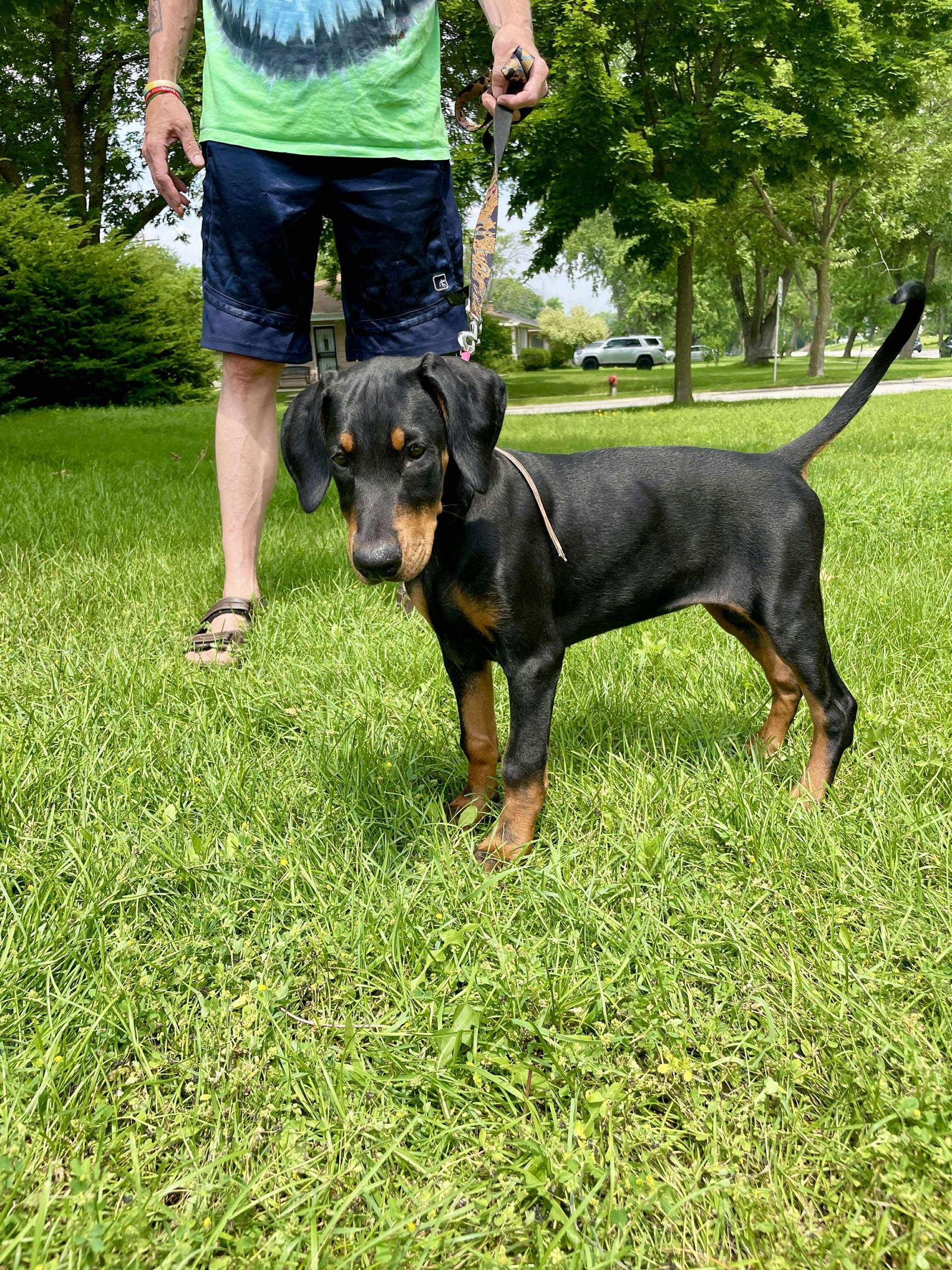 Enlarge Sonnet, a Adopted Doberman Pinscher in Buffalo, MN image 3/3