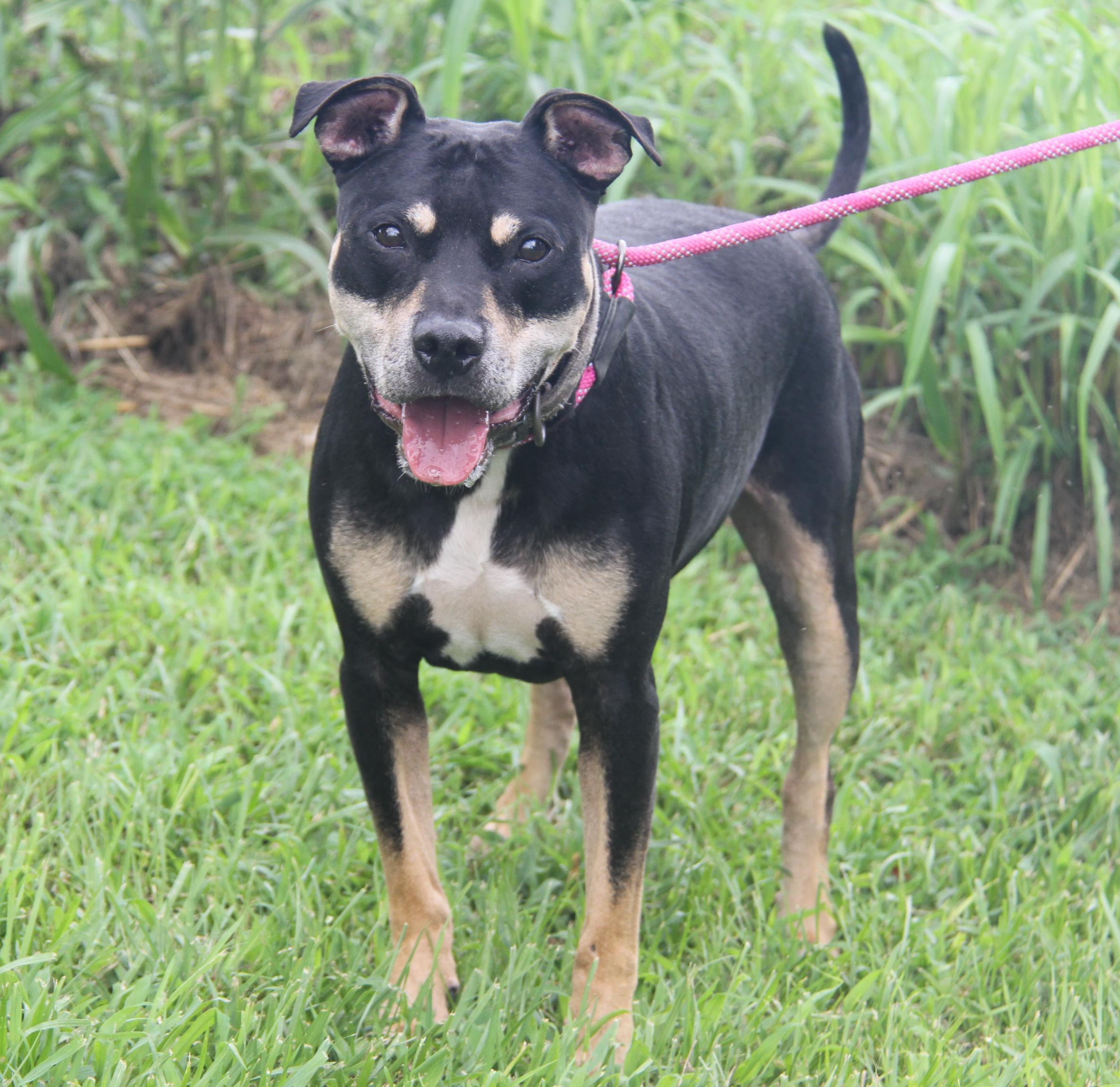 Paco (Neutered)