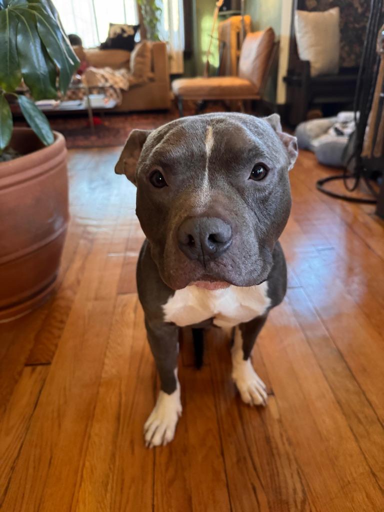 Syrup Embrace, Adoptable, Adult Male Mixed Breed.