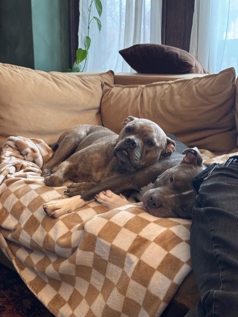 Enlarge Syrup Embrace, a Adoptable mixed breed in Detroit, MI image 2/6