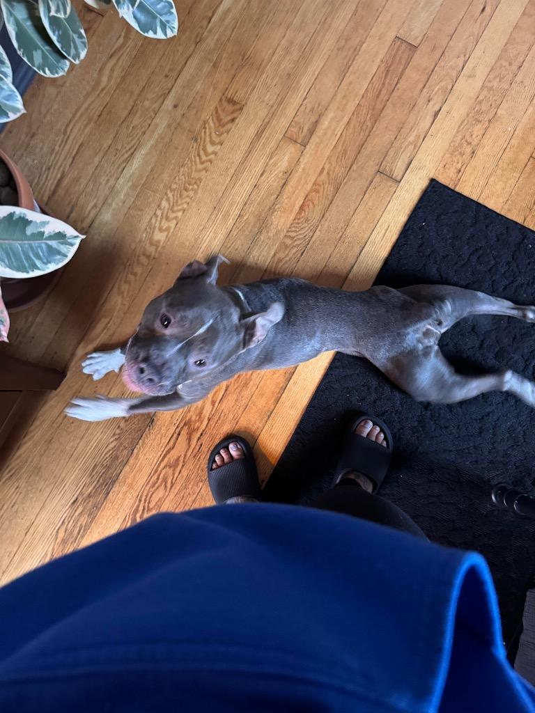 Enlarge Syrup Embrace, a Adoptable mixed breed in Detroit, MI image 3/6