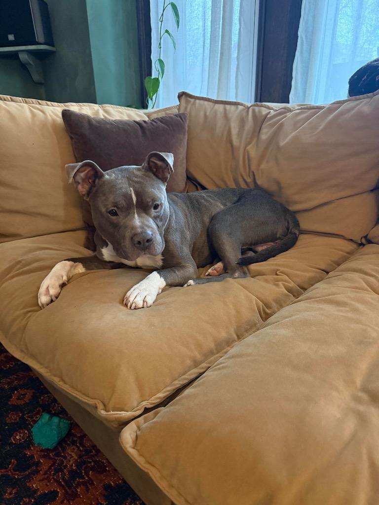 Enlarge Syrup Embrace, a Adoptable mixed breed in Detroit, MI image 4/6