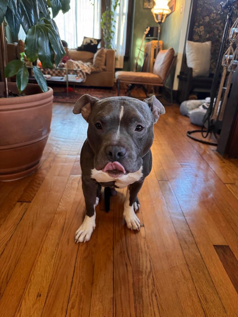 Enlarge Syrup Embrace, a Adoptable mixed breed in Detroit, MI image 5/6