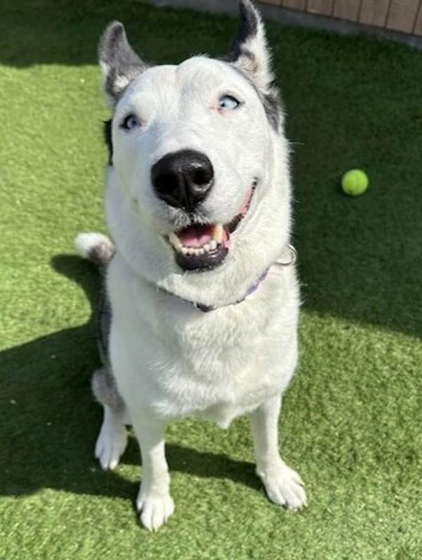 Lucky, Adoptable, Adult Female Siberian Husky.