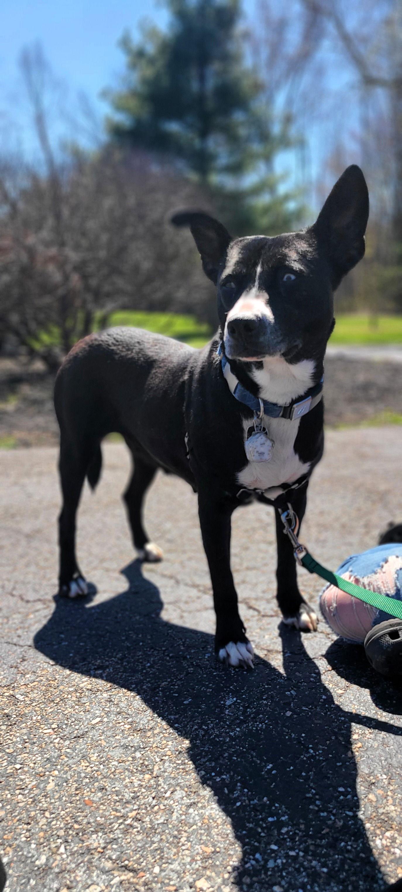 Enlarge Opal, a Adoptable Mixed Breed in Shelburne, VT image 1/3