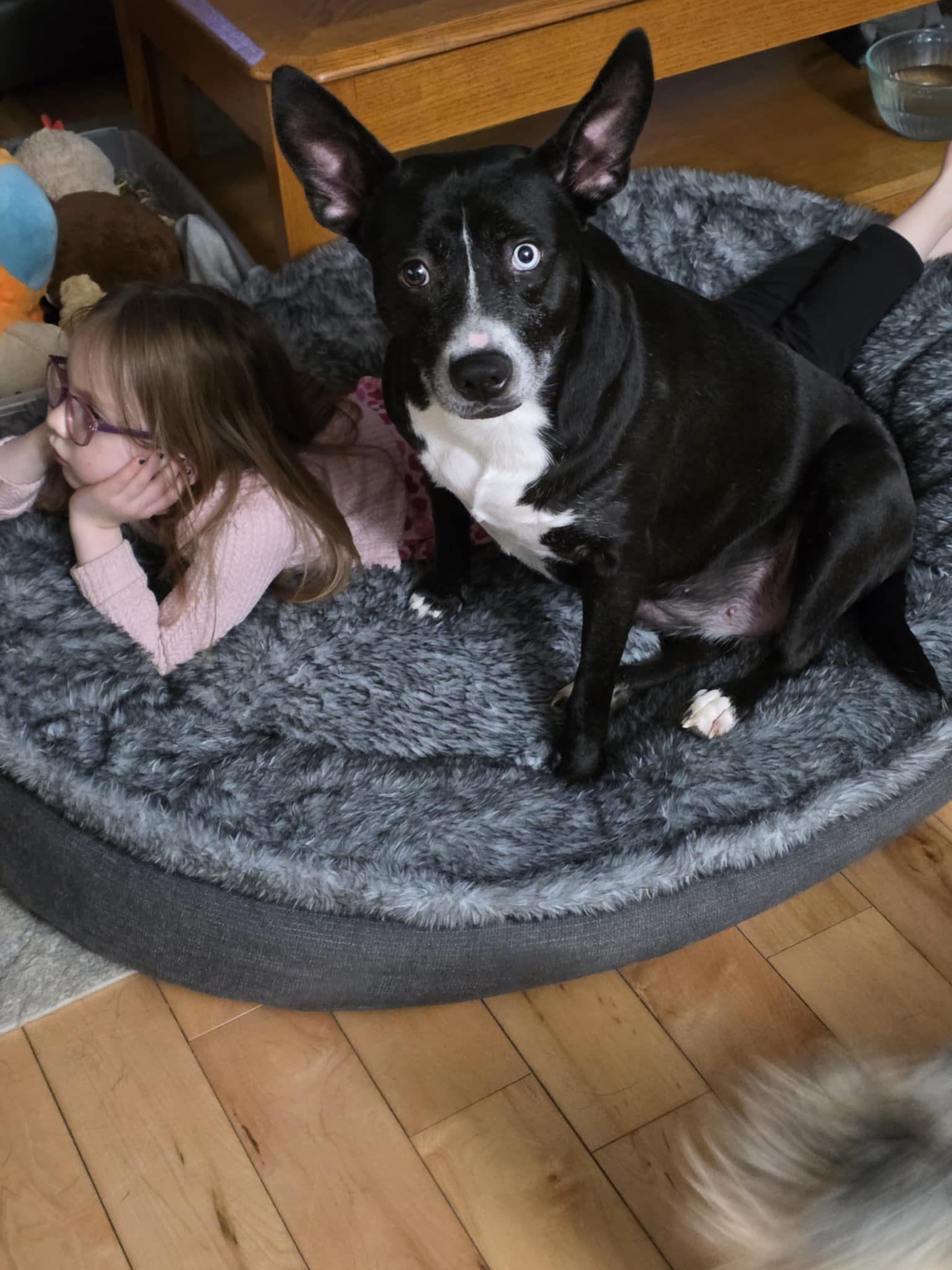 Enlarge Opal, a Adoptable Mixed Breed in Shelburne, VT image 2/3