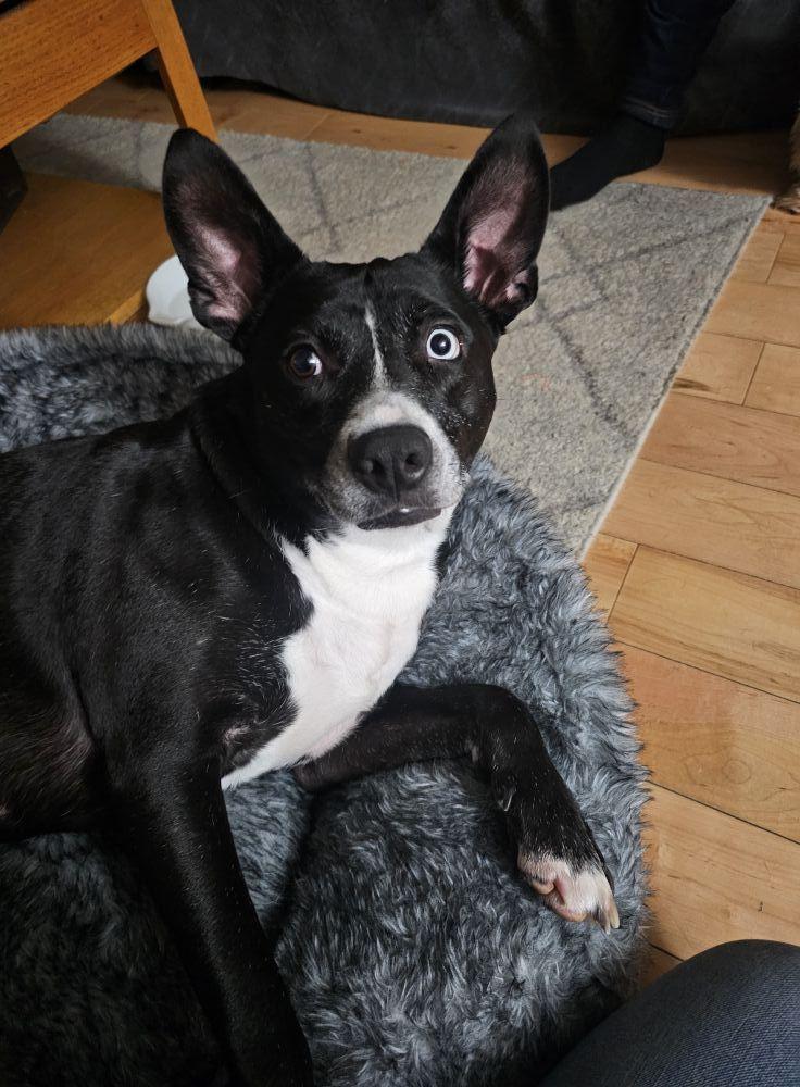 Opal, Adoptable, Young Female Mixed Breed.