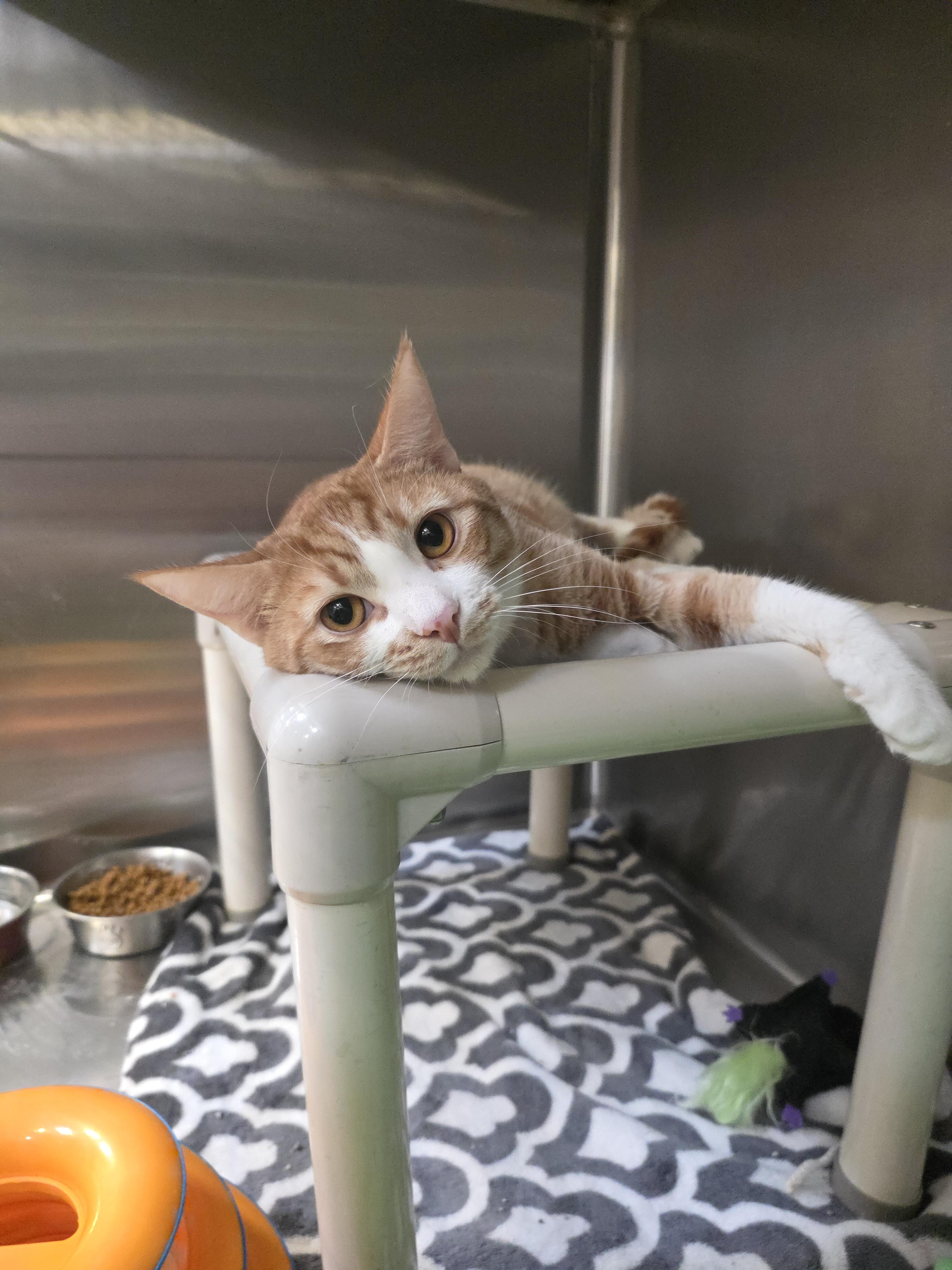 Enlarge Bombone, a ADOPTABLE Domestic Short Hair in Mission Viejo, CA image 1/2