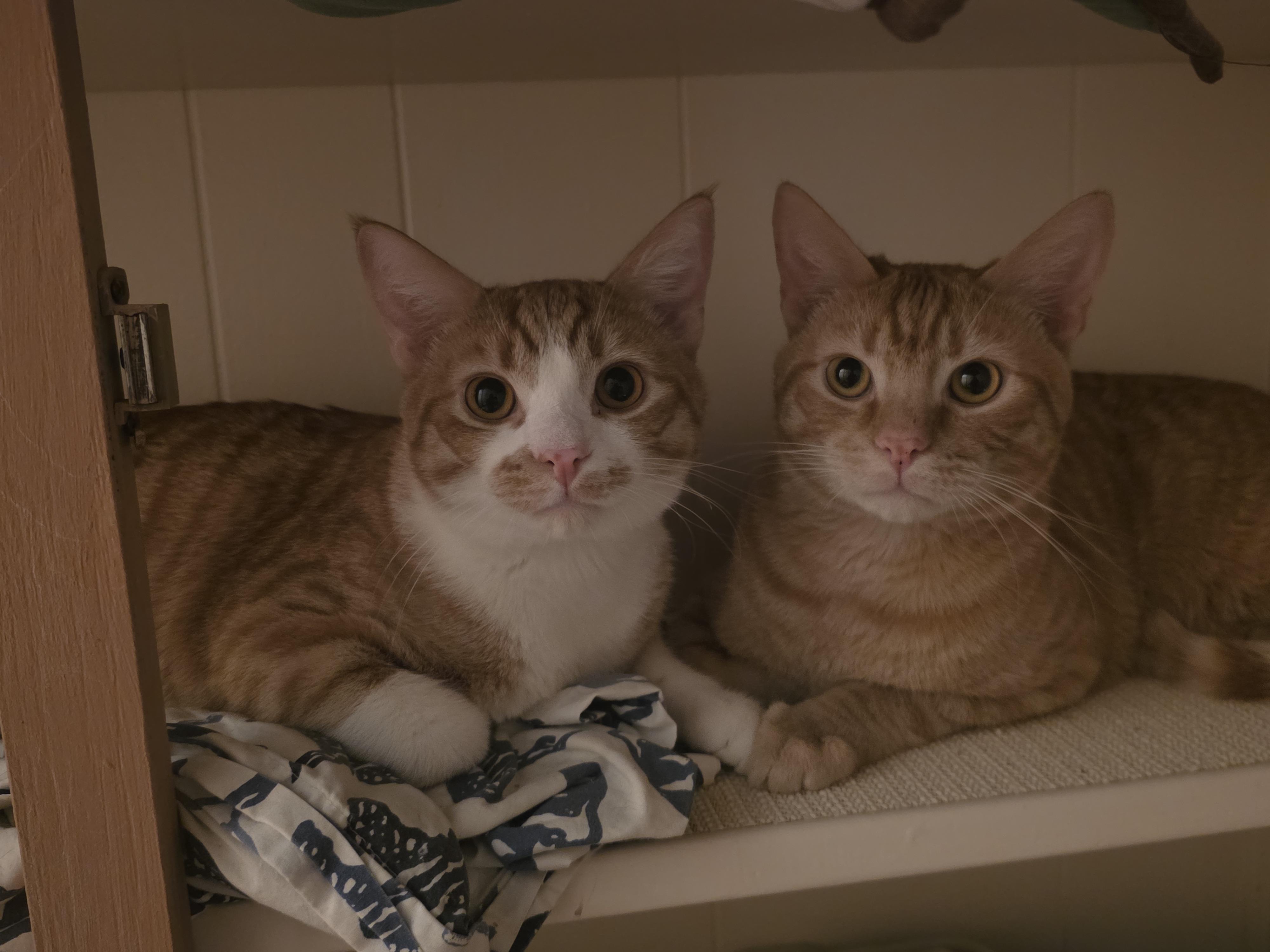 Enlarge Bombone, a ADOPTABLE Domestic Short Hair in Mission Viejo, CA image 2/2