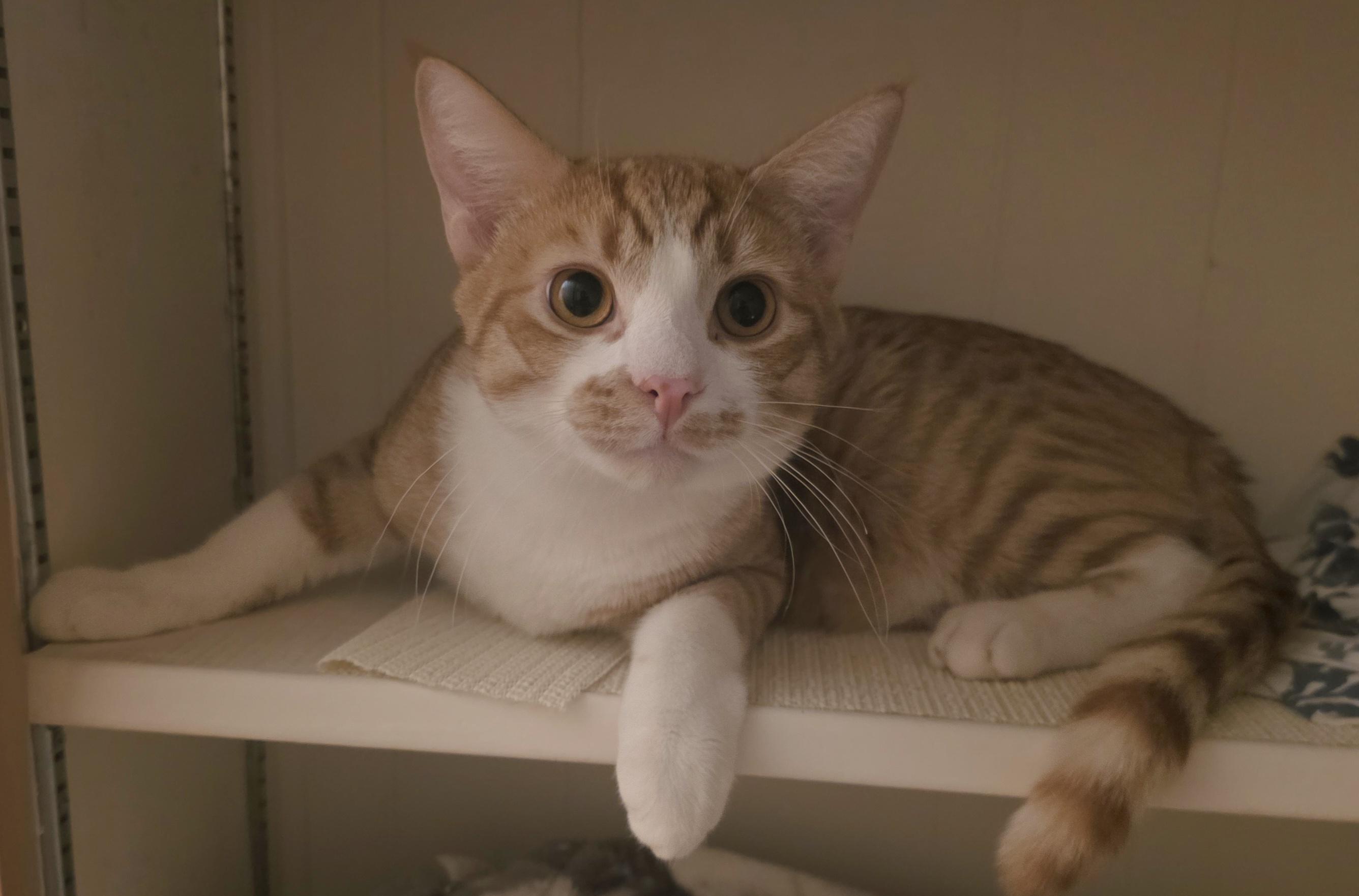 Enlarge Bombone, a ADOPTABLE Domestic Short Hair in Mission Viejo, CA image 1/2