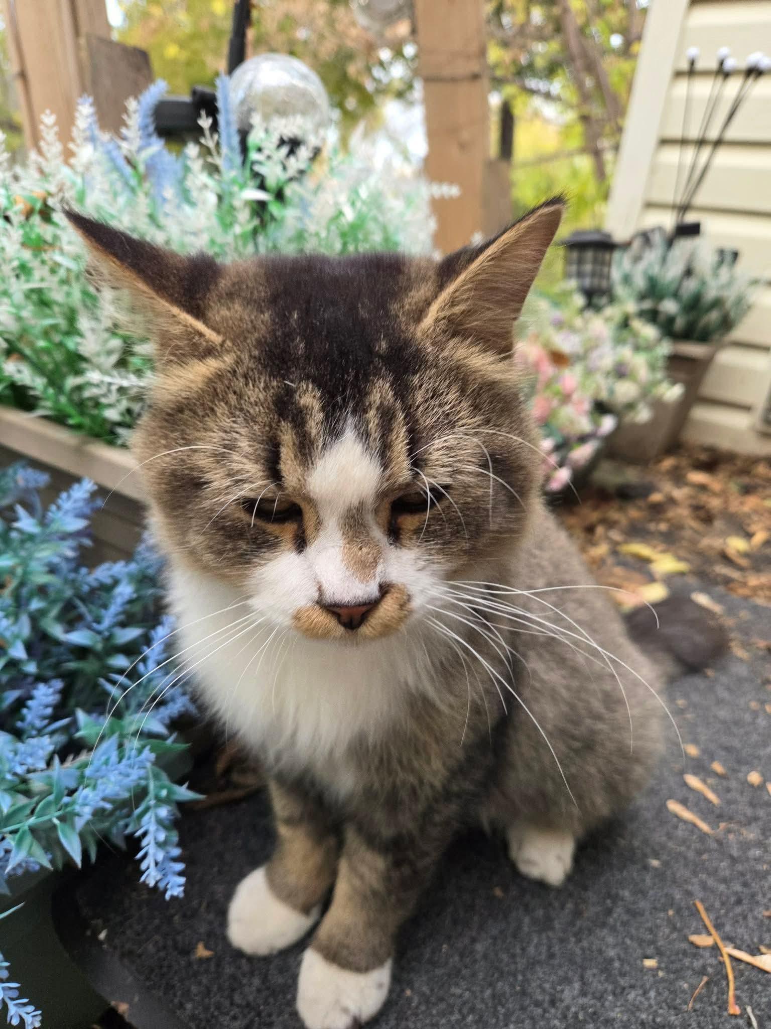 Leo, ADOPTABLE, Adult Male Domestic Medium Hair.
