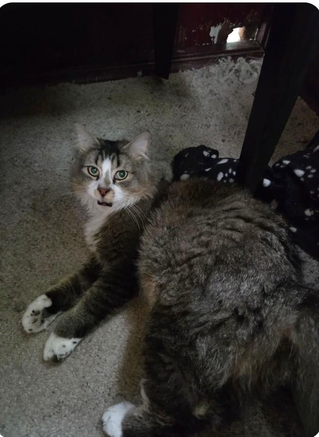 Enlarge Leo, a ADOPTABLE Domestic Medium Hair in Winnipeg, MB image 2/3