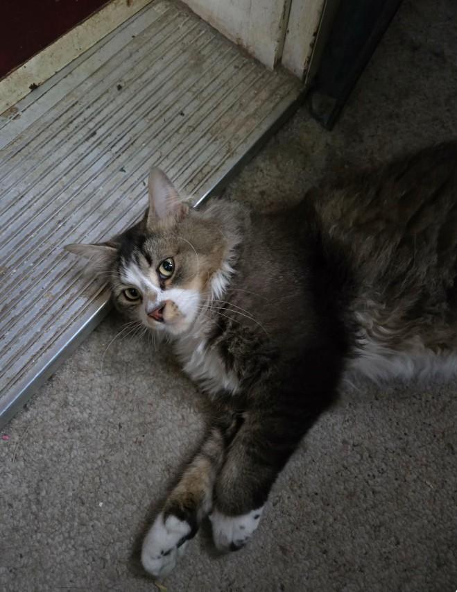 Enlarge Leo, a ADOPTABLE Domestic Medium Hair in Winnipeg, MB image 3/3