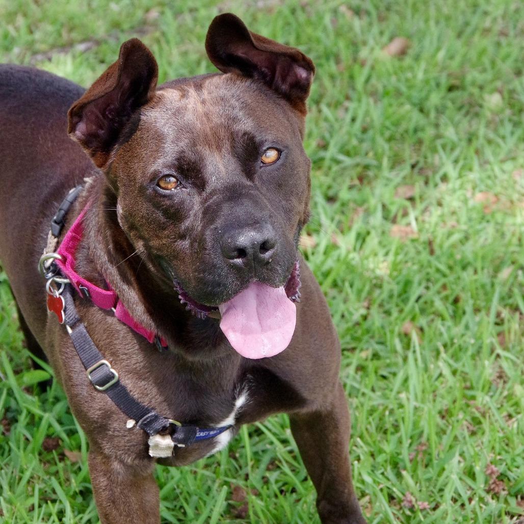 Tucker, Adoptable, Adult Male Labrador Retriever.