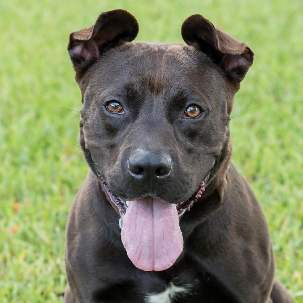Enlarge Tucker, a Adoptable mixed breed in Miami, FL image 2/6
