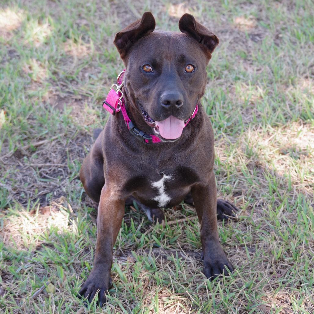 Enlarge Tucker, a Adoptable mixed breed in Miami, FL image 3/6