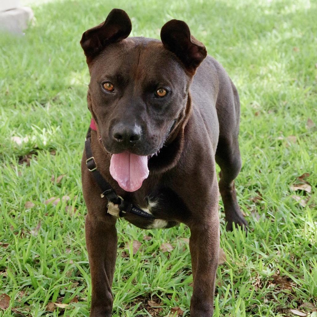 Enlarge Tucker, a Adoptable mixed breed in Miami, FL image 4/6