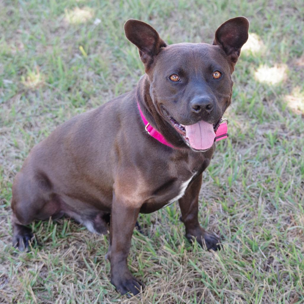 Enlarge Tucker, a Adoptable mixed breed in Miami, FL image 5/6