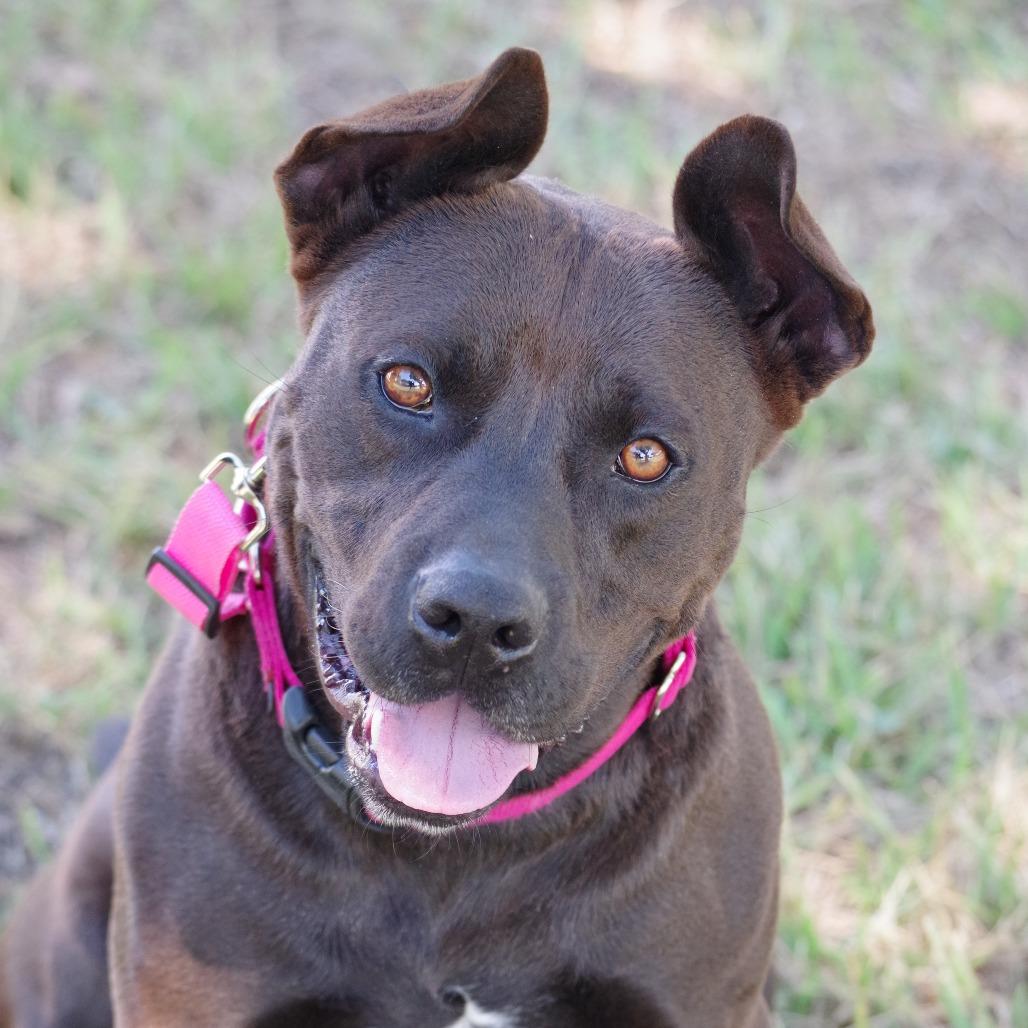 Enlarge Tucker, a Adoptable mixed breed in Miami, FL image 6/6