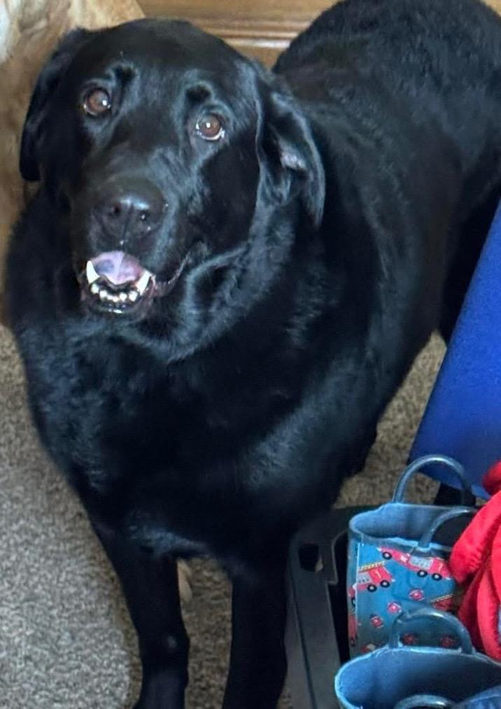 Lily (bonded with Harper), a Adoptable mixed breed in Johnston, IA image 2/4