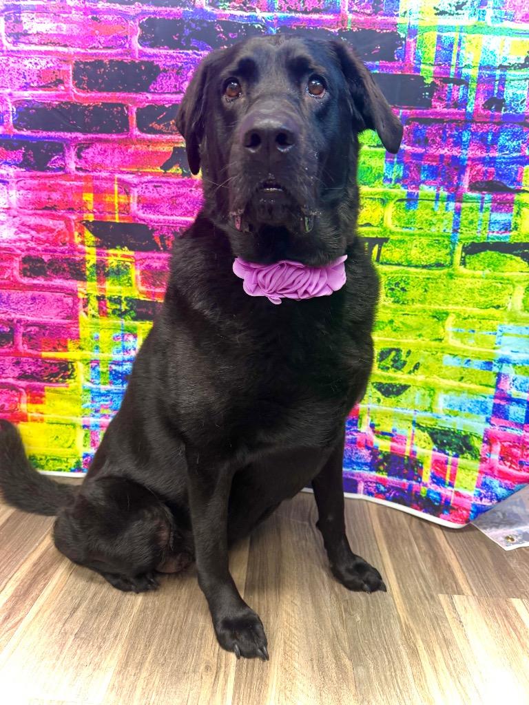 Lily (bonded with Harper), a Adoptable mixed breed in Johnston, IA image 4/4