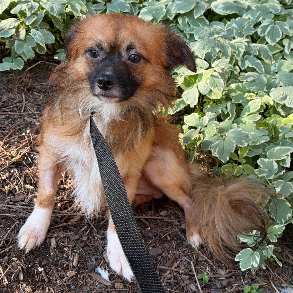Wicket, ADOPTABLE, Adult Male Pekingese.