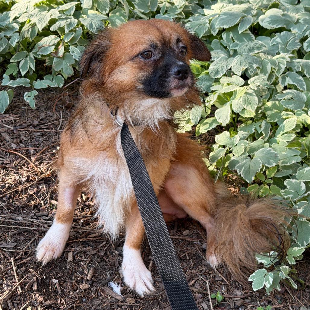 Wicket, a ADOPTABLE mixed breed in Chester Springs, PA image 2/3
