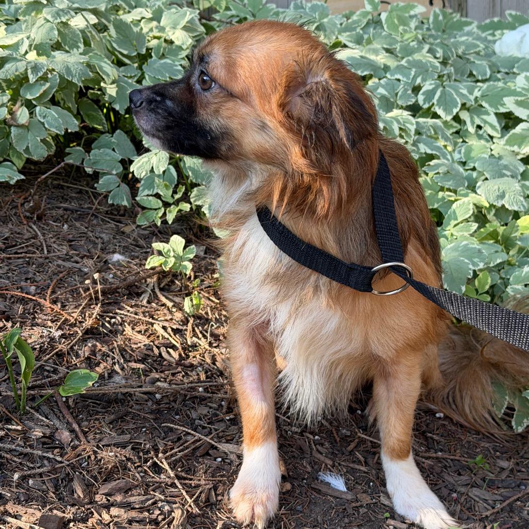 Wicket, a ADOPTABLE mixed breed in Chester Springs, PA image 3/3