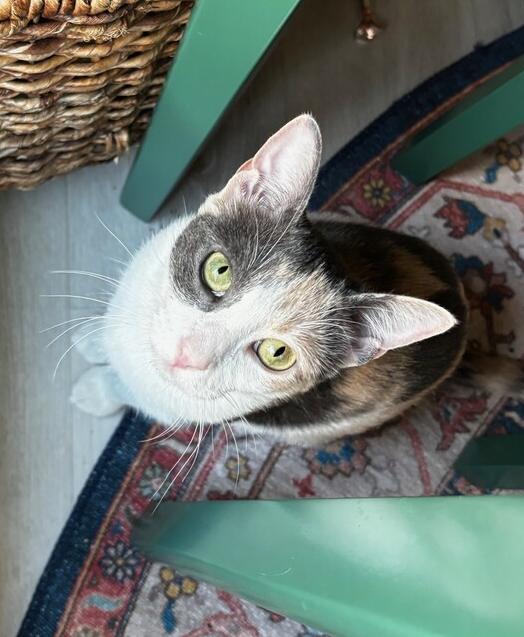 Galaxy, Adoptable, Kitten Female Calico & Domestic Short Hair.