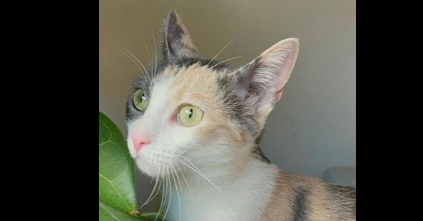 Enlarge Galaxy, a Adoptable mixed breed in Richardson, TX image 3/6