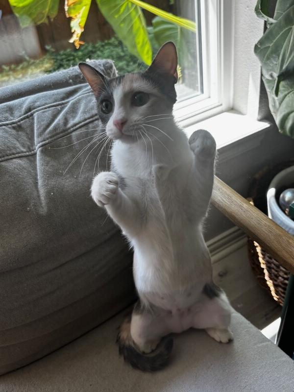 Enlarge Galaxy, a Adoptable mixed breed in Richardson, TX image 4/6