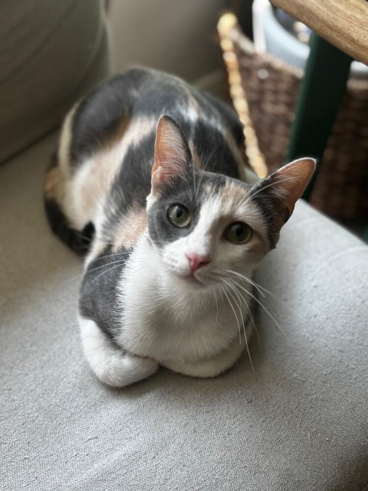 Enlarge Galaxy, a Adoptable mixed breed in Richardson, TX image 5/6