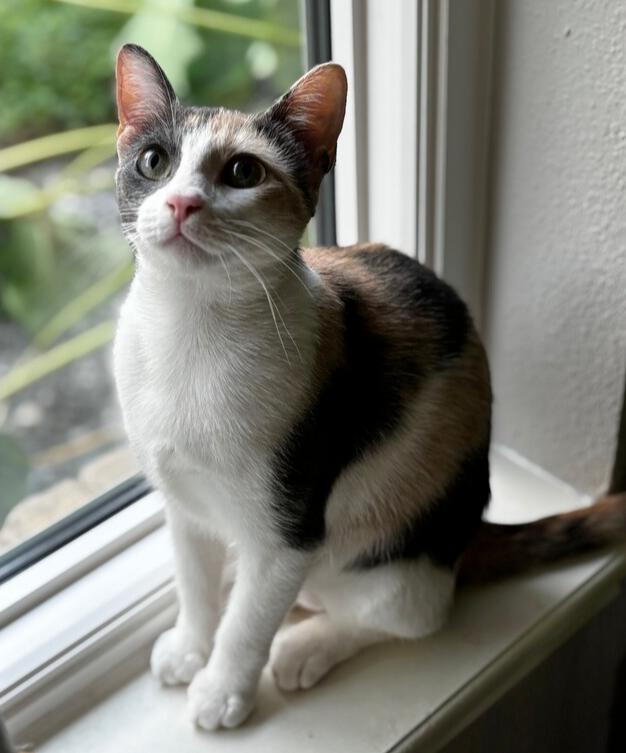 Enlarge Galaxy, a Adoptable mixed breed in Richardson, TX image 6/6