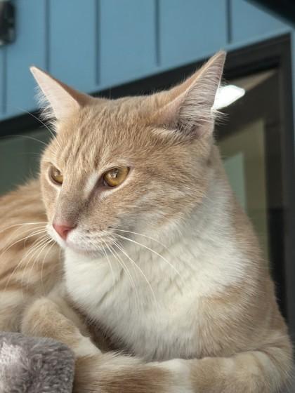 Enlarge Ashton, a Adopted Domestic Short Hair in Hamilton, MT image 1/3
