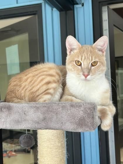 Enlarge Ashton, a Adopted Domestic Short Hair in Hamilton, MT image 2/3