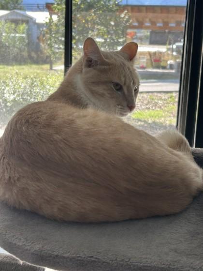 Enlarge Ashton, a Adopted Domestic Short Hair in Hamilton, MT image 3/3