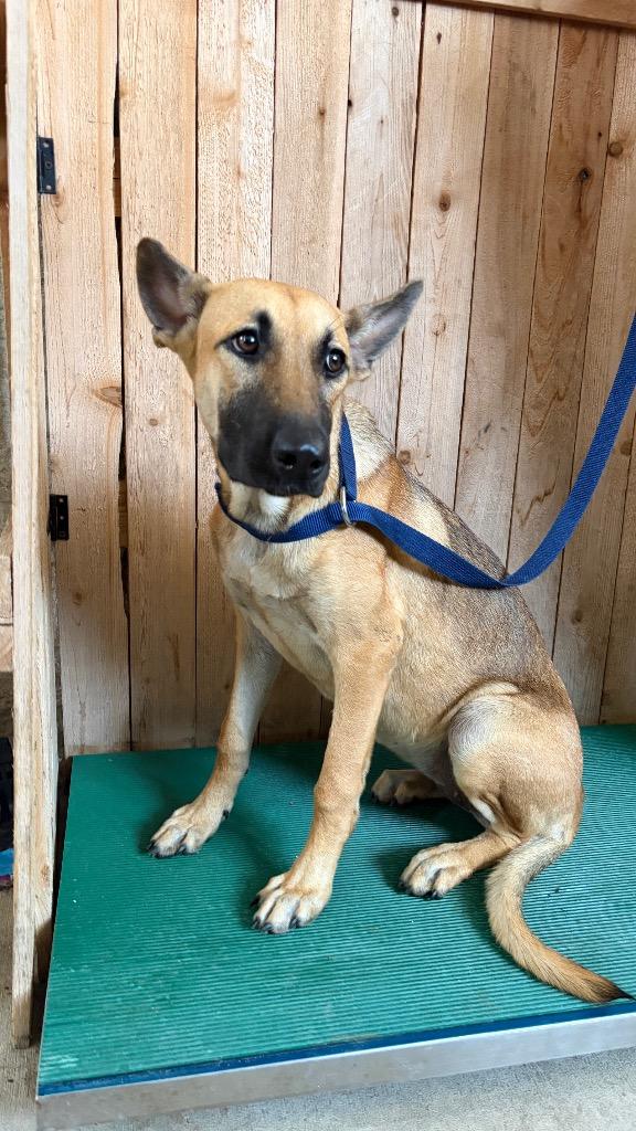 Enlarge Lexi, a Adoptable Shepherd in Missouri City, TX image 1/1