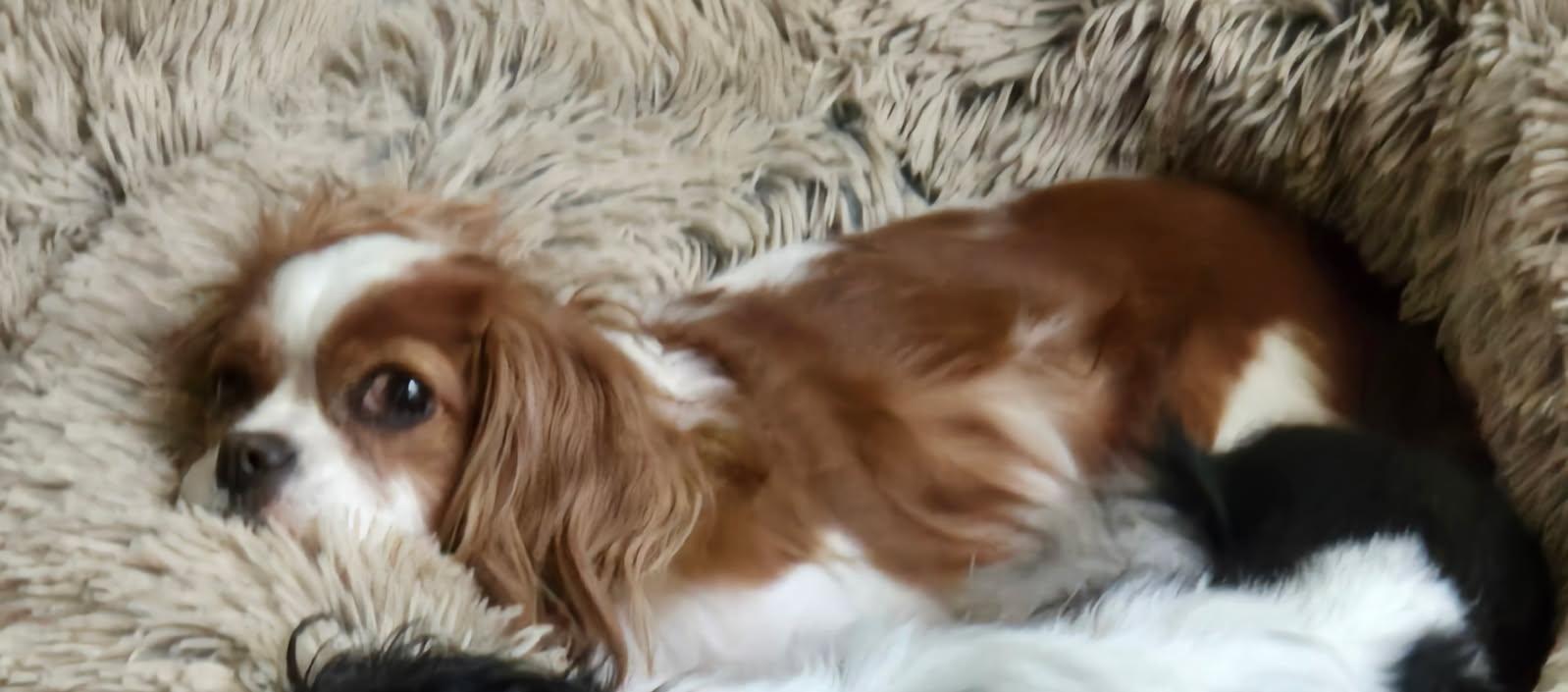 Enlarge Patti OGreen, a Adoptable Cavalier King Charles Spaniel in Broken Arrow, OK image 1/1