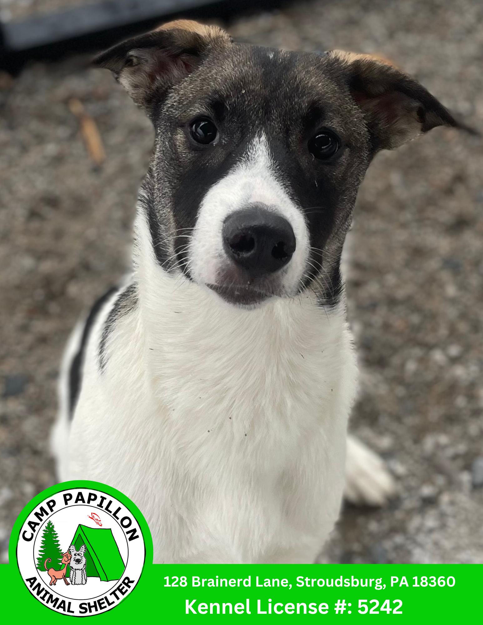 Enlarge Zoey, a Adoptable mixed breed in Stroudsburg, PA image 1/1