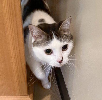 Chelidae, Adoptable, Adult Female Domestic Short Hair.