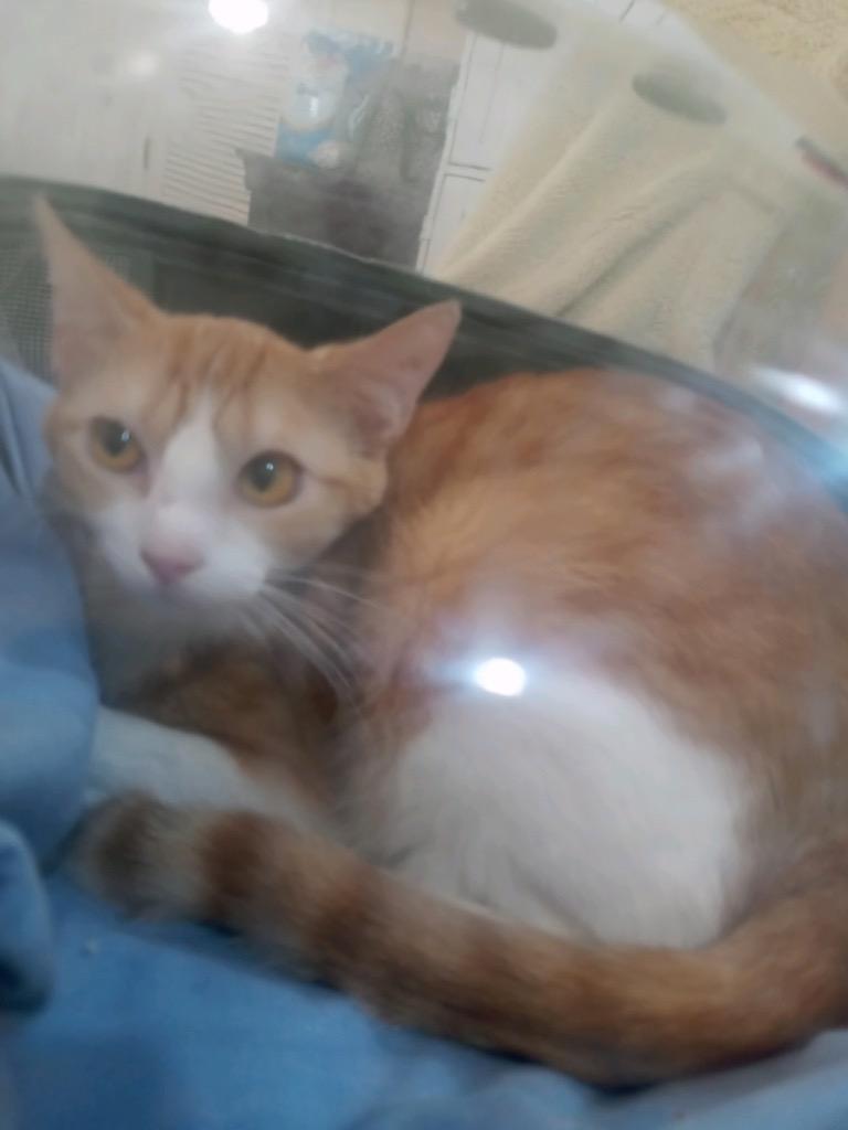 Enlarge Canary, a Adoptable mixed breed in New Braunfels, TX image 1/3