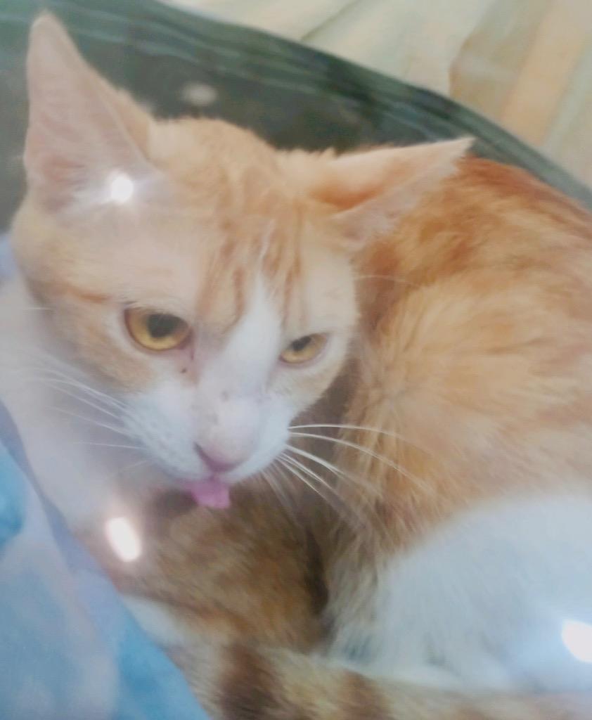 Enlarge Canary, a Adoptable mixed breed in New Braunfels, TX image 2/3