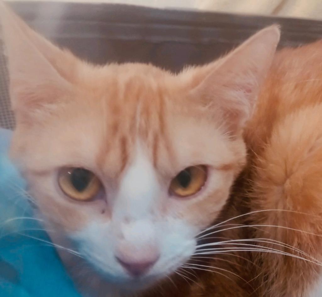 Canary, a Adoptable mixed breed in New Braunfels, TX image 3/3