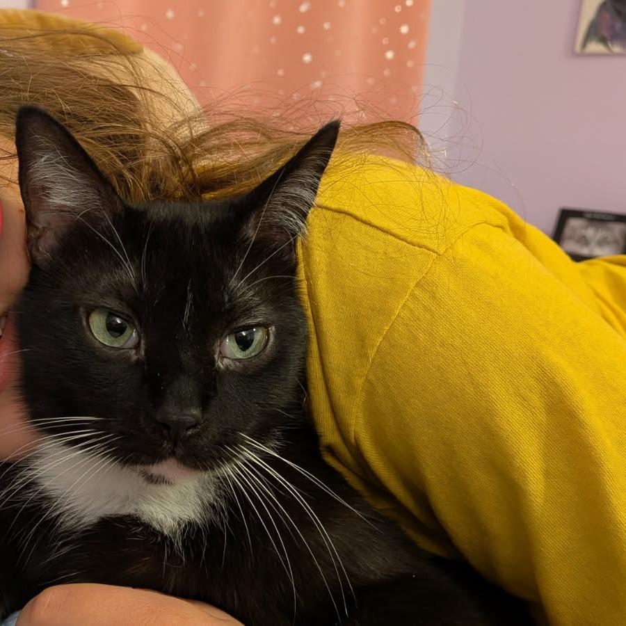 Keurig, a ADOPTABLE Domestic Short Hair in Evanston, IL image 5/5